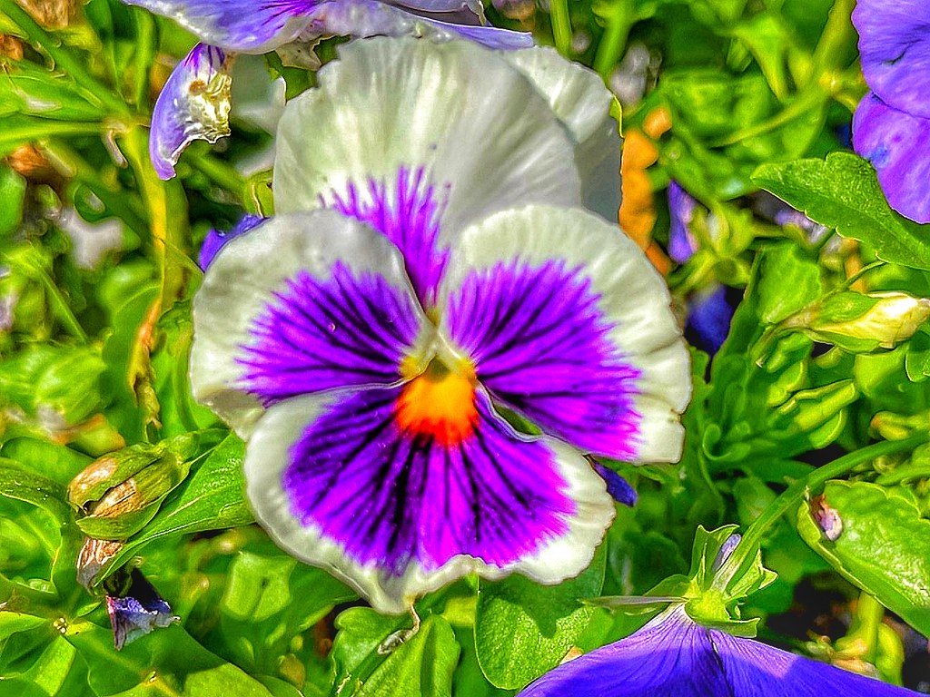 Toronto Ontario - Canada - Pansy - HDR - From my Garden
