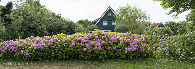 Inselgemeinde Spiekeroog, .... Blumenpracht