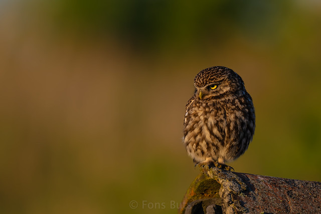 Little Owl at sunset