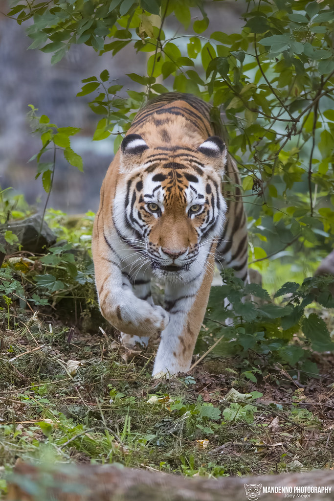Siberian Tigress - Ouwehands Dierenpark