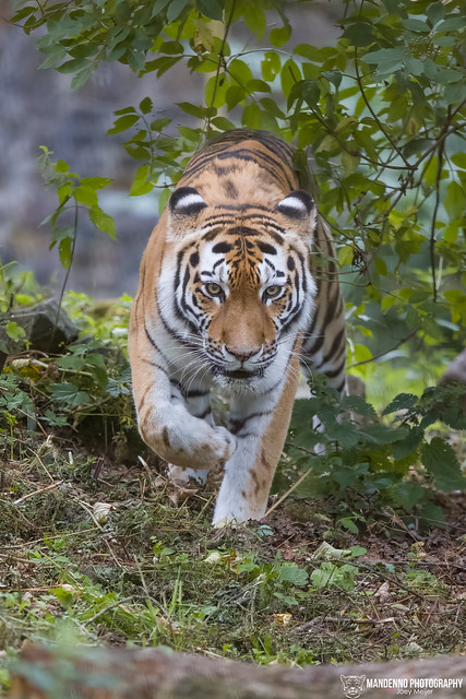 Siberian Tigress - Ouwehands Dierenpark