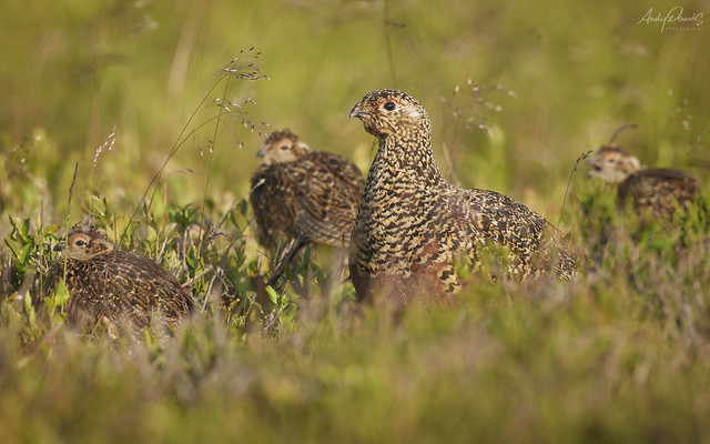 Red grouse family