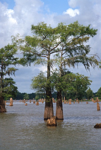 Atchafalaya Swamp Louisiana-30