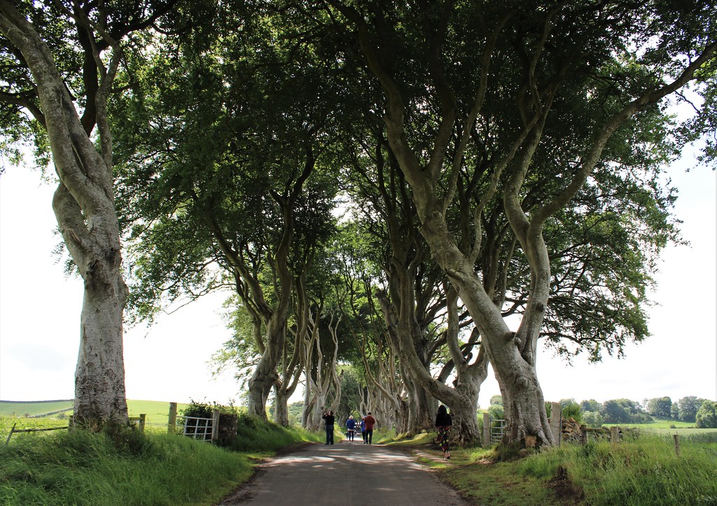 Atmospheric Avenue of Beech Trees, the Dark Hedges, Northern Ireland, UK