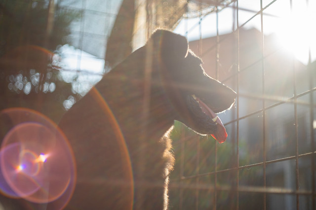 My dog and lens flare