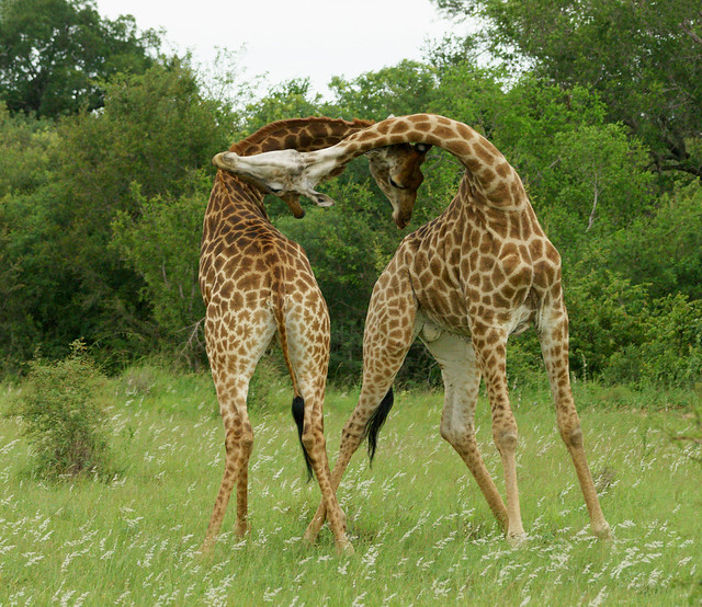 Two Giraffes Attacking Each Other at the Same Time - Giraffes Fighting 2