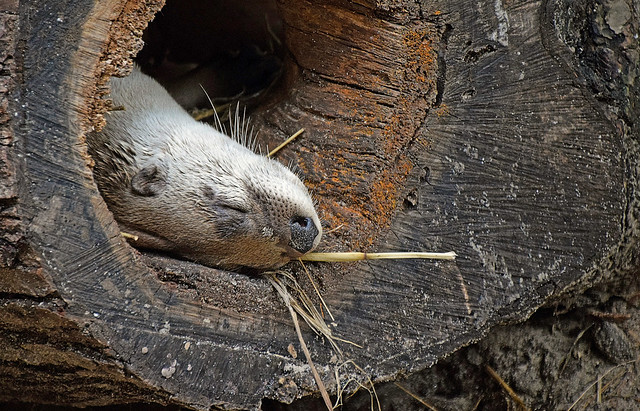 Asnooze in the Log