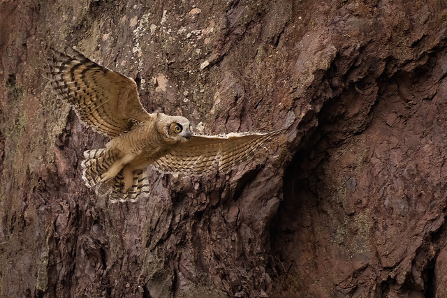 Owlet Flight