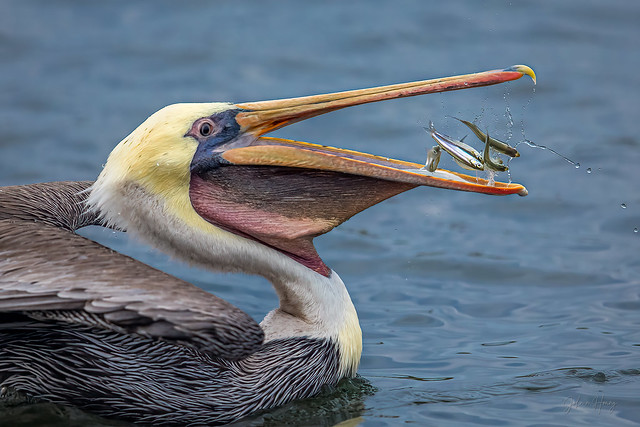 Brown Pelican fishing