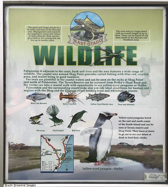 East Otago Wildlife, Interpretive Sign, Palmerston, Otago, South Island, New Zealand