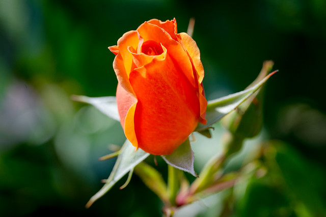 Little orange rose