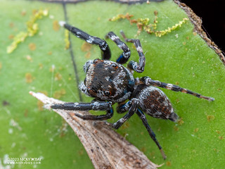 Jumping spider (cf. Nannenus sp.) - P7063161