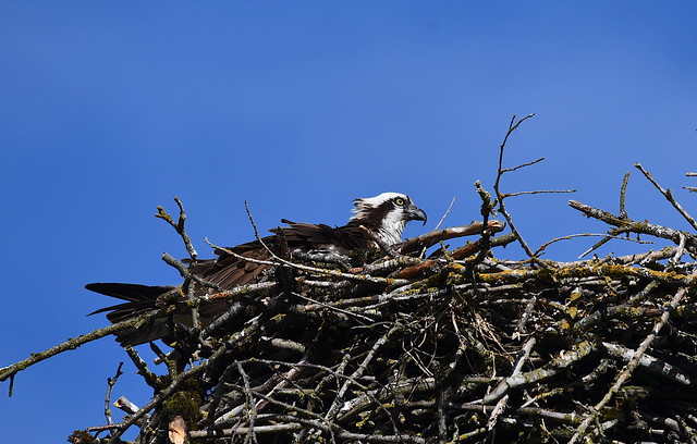 Guarding the Nest
