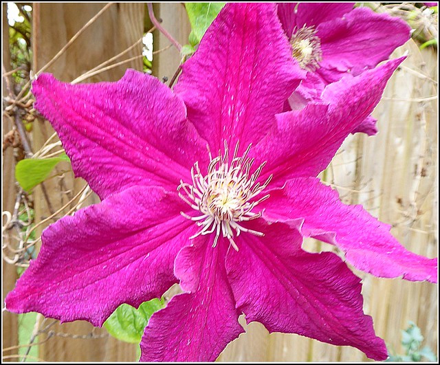 Clematis Flower   (close up )