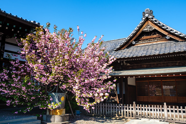 cherryblossom in temple