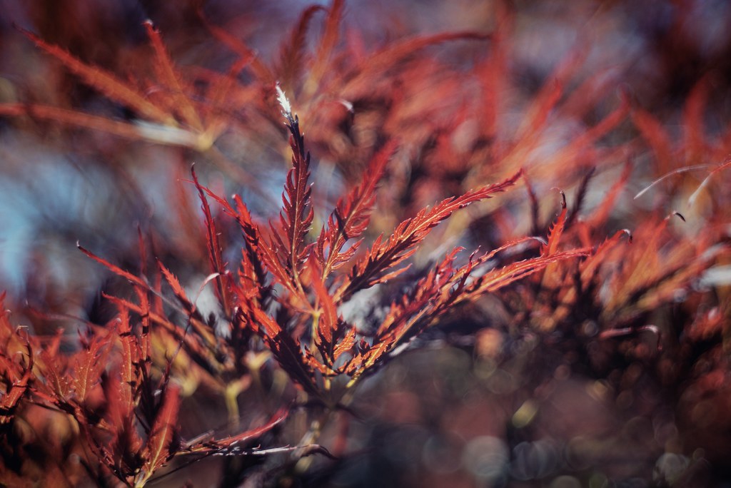 Radiant red leaves that defy seasons