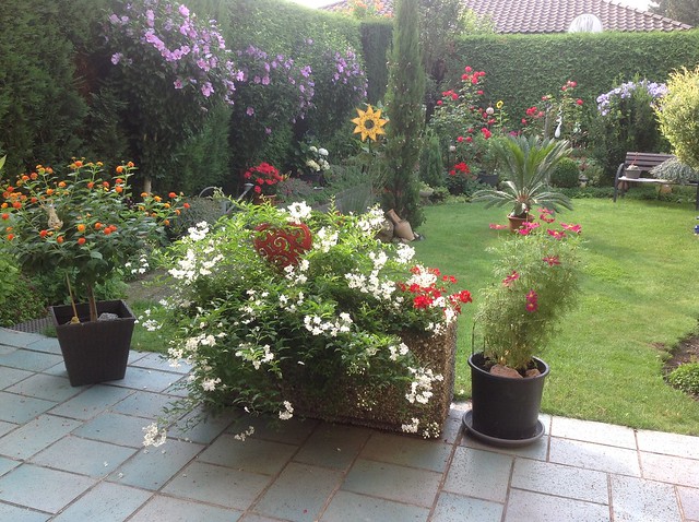 #Mein Garten# am 25. Juli 2016…..