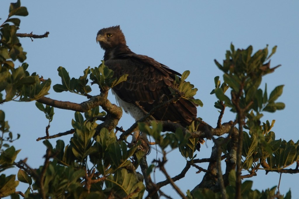 martial eagle tanzania