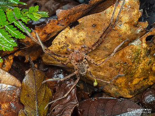 Huntsman spider (Heteropoda sp.) - P7052862