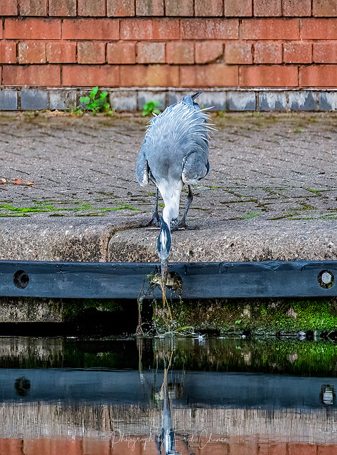 Breakfast time Waterfront Brierley Hill, Dudley Canal
