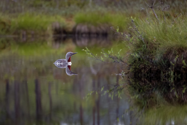 Red-throated loon reflection
