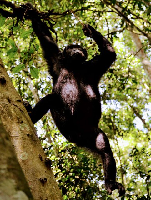 Chimpanze in Kibale Forest National Park