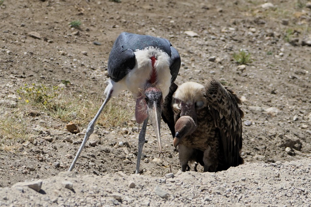 marabou stork and another friend tanzania
