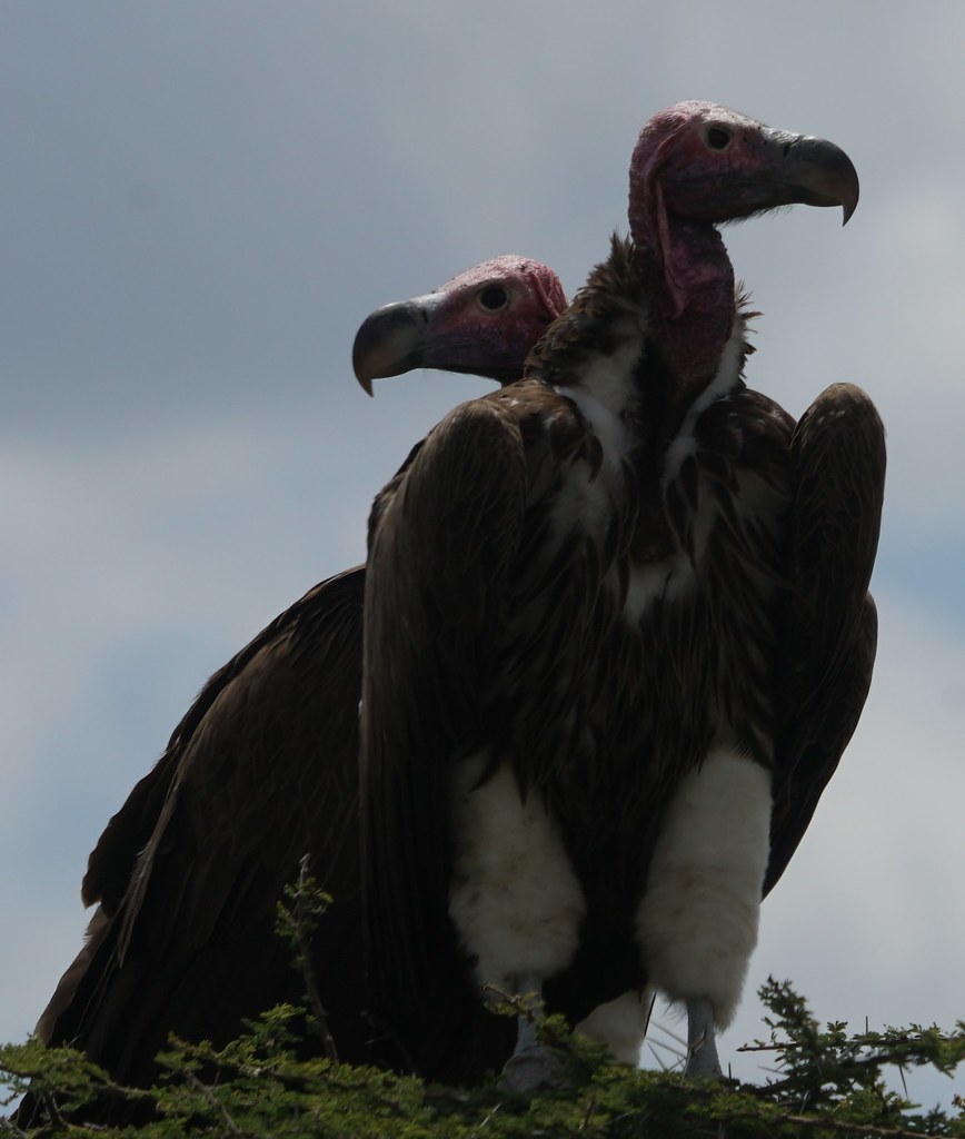 nubian vulture tanzania