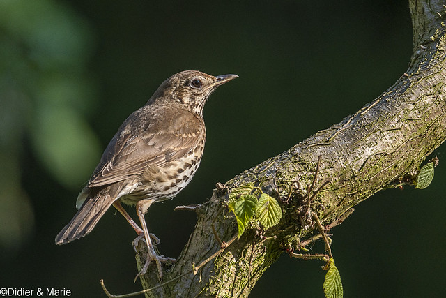 SONG THRUSH - GRIVE MUSICIENNE