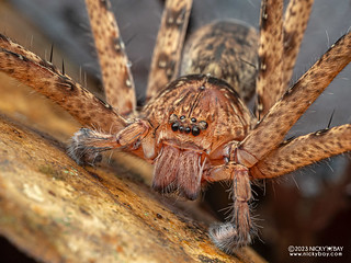 Huntsman spider (Heteropoda sp.) - P7052864