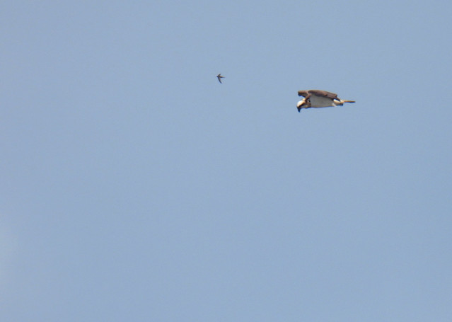 Western osprey, Pandion haliaetus, Fiskgjuse