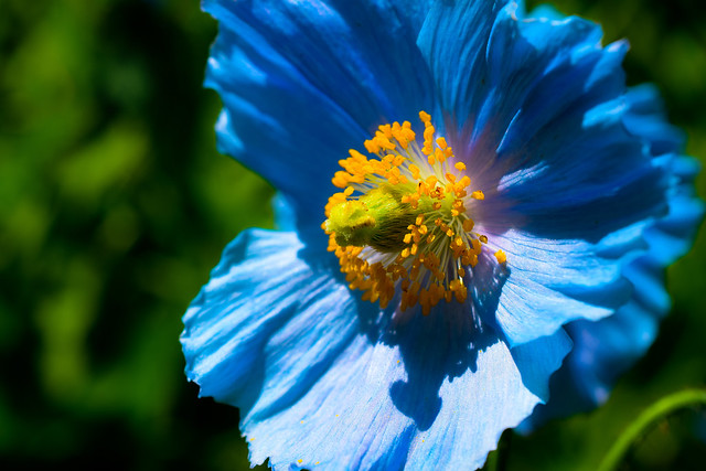 Pavot bleu de l'hymmalaya - Blue poppy
