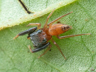 Jumping spider (Bristowia sp.) - P7063141