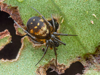 Orb weaver spider (Mangora sp.) - P7052876
