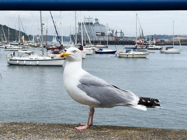 Seagull in the frame….