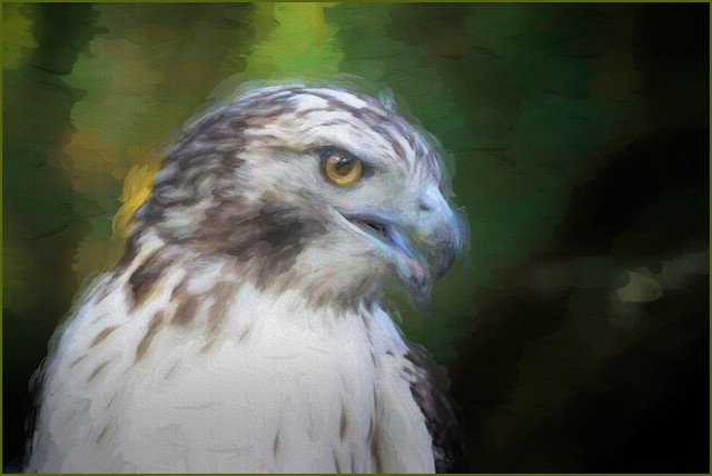 Painterly Hawk