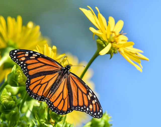 Female Monarch Butterfly on the Cup plant