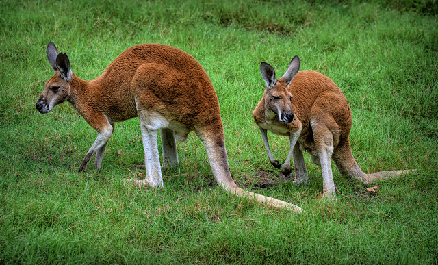 Tulsa Zoo's Kangaroos