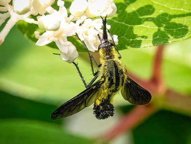 Bee Fly on Hydrangea Flowers