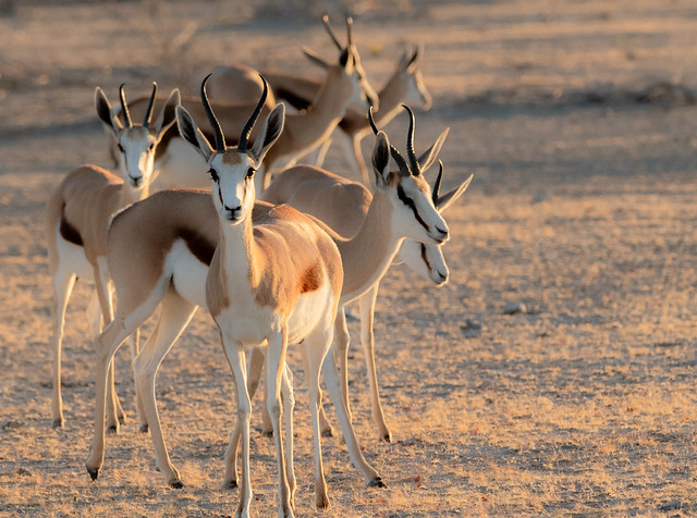 Springboks-Namibia