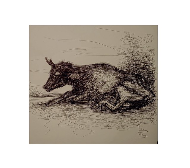 Ballpoint pen drawing of a Cow by jmsw on sketch book card. with wash.