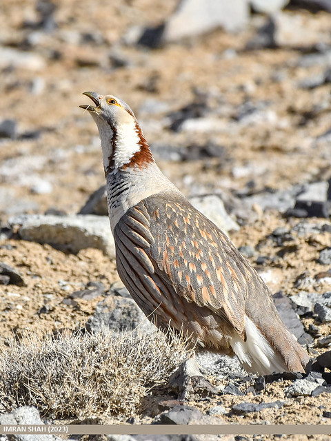 Himalayan Snowcock (Tetraogallus himalayensis)