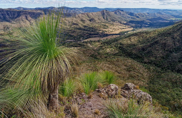 Grass tree at Glen Rock with view