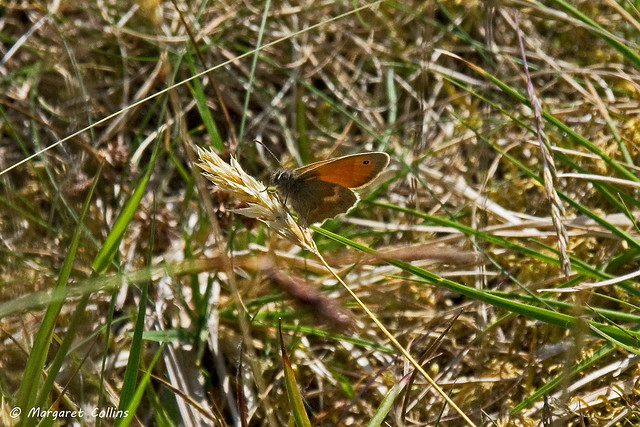 Small Heath Butterfly - Coenonympha pamphilus