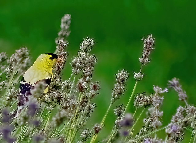 American Male Gold Finch Feasting on Lavander Seeds