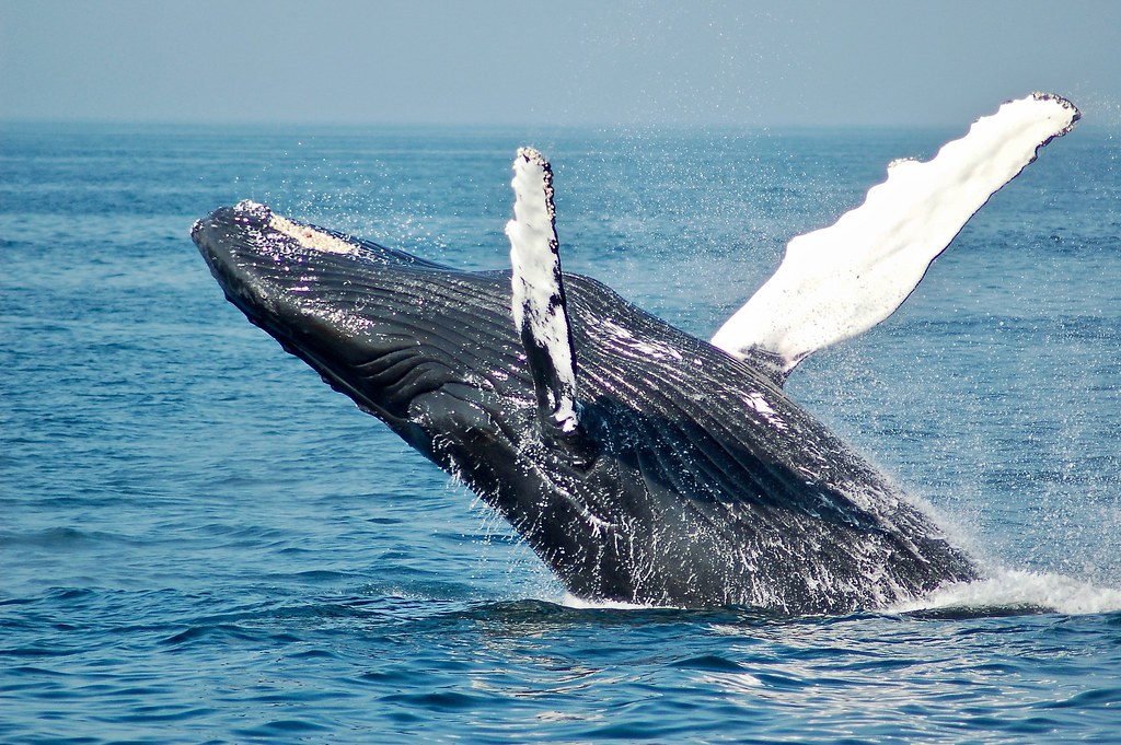 每條大型鯨魚平均能儲存33噸二氧化碳，鯨魚死後沉入海底的大型屍骸所保存的碳可在深海維持數百年。圖片來源：Todd Cravens／Unsplash