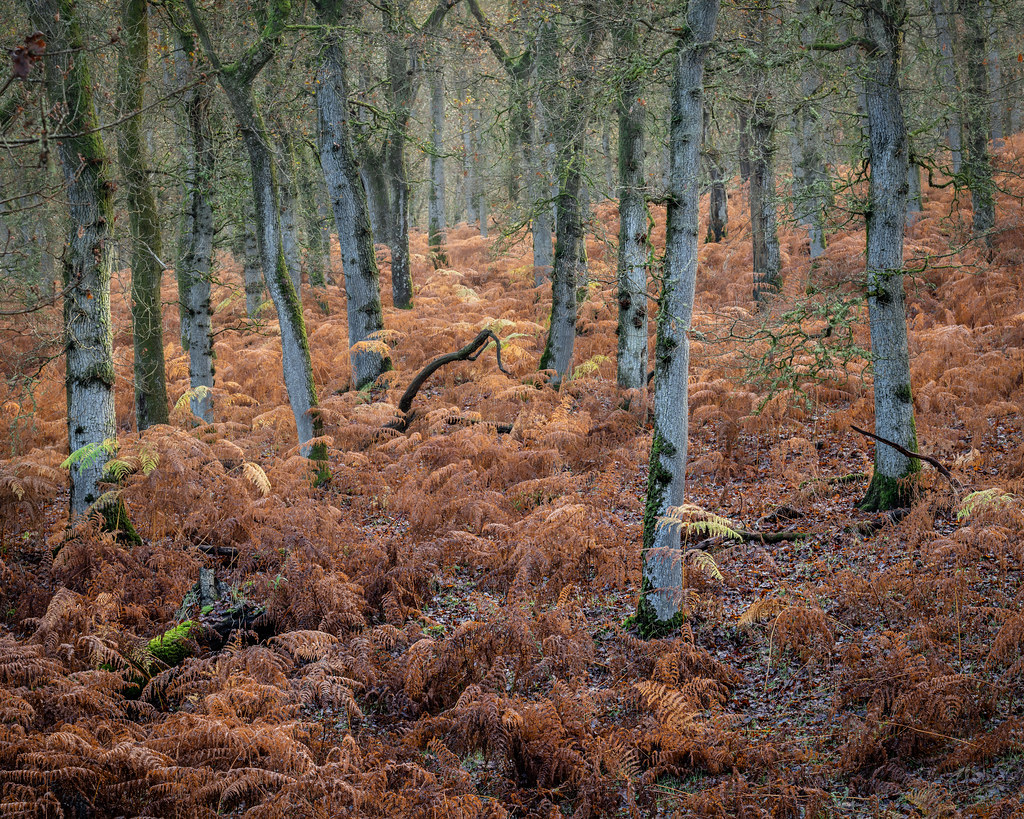 autumn's russet mantle | Kinclaven Wood | Perthshire