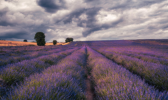 Fields of lavender (Hertfordshire, England)