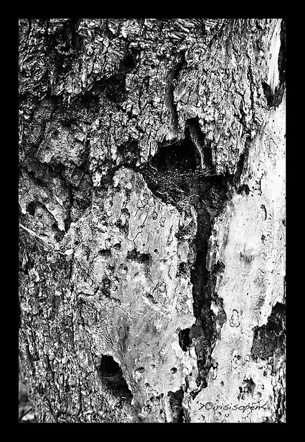 Holzbau---Kanäle-#-L1004187-#-Leica-X--2023