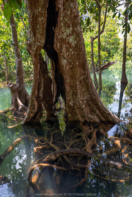 Mangrove forest, Krabi Thailand